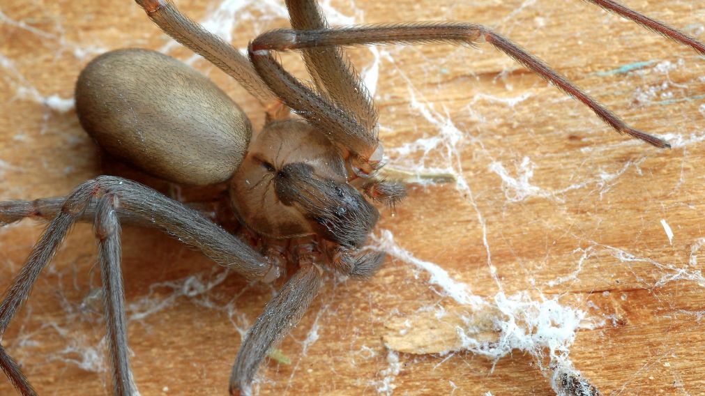 "Creo que tienes un insecto all�", le indic� el m�dico. (Twitter)