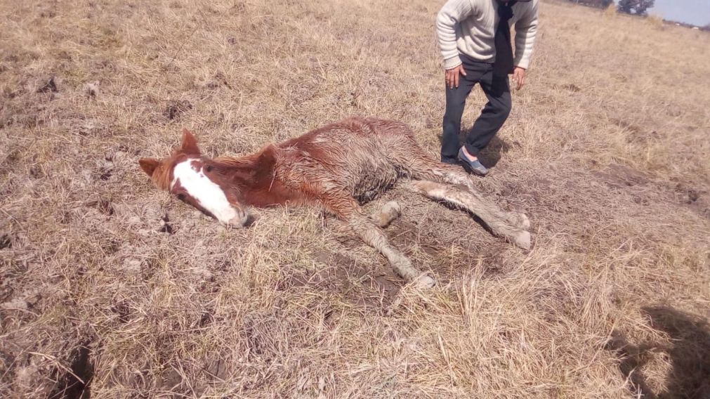 Este fue uno de los animalitos rescatados por las autoridades.