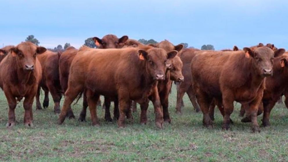 El ternero de dos cabezas falleció a las pocas horas. (imagen ilustrativa).