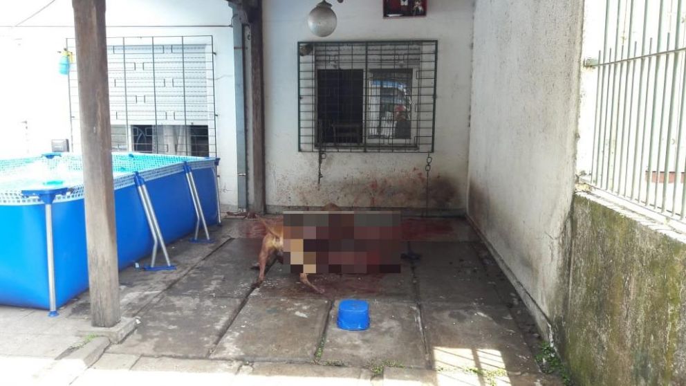 La aberrante situación fue grabada por vecinos. (Captura)