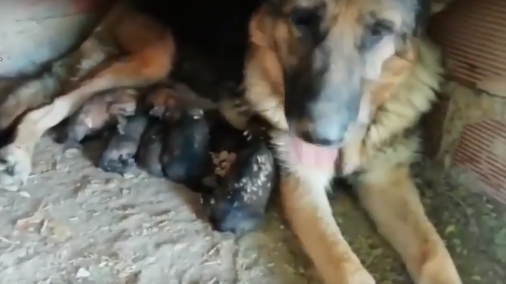 La madre amamantando a sus hijitos. (Captura Pantalla)