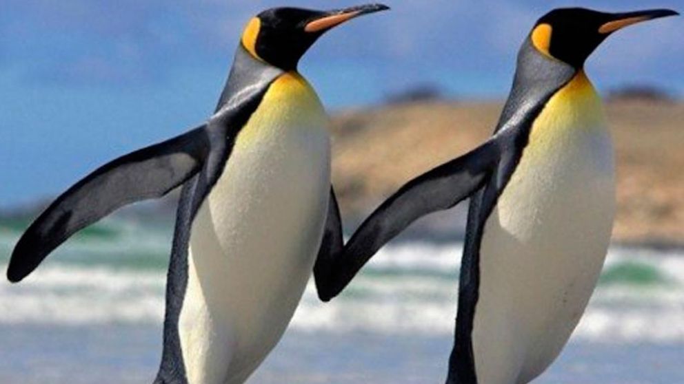 Los pinguinos habían demostrado interés en incubar, ya que lo hacían con piedras.