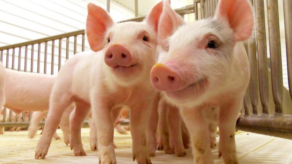 Los corazones de cerdo son de un tamaño similar al de las personas.