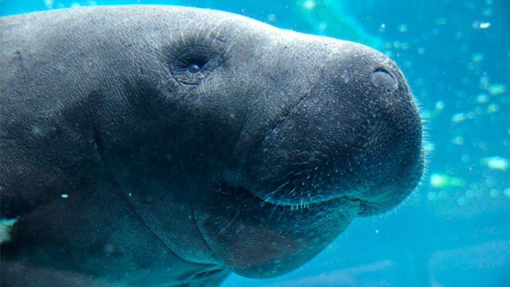 Un dugongo de ocho meses murió por el consumo de una gran cantidad de bolsas de plástico.