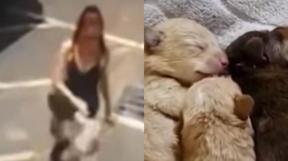 Mujer condenada por tirar siete cachorros a la basura. (Captura Pantalla)