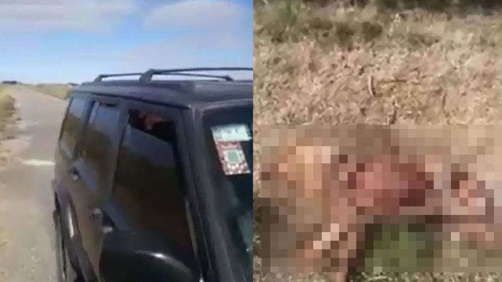 El perro fue hallado destrozado tendido sobre el pasto. (Captura) 