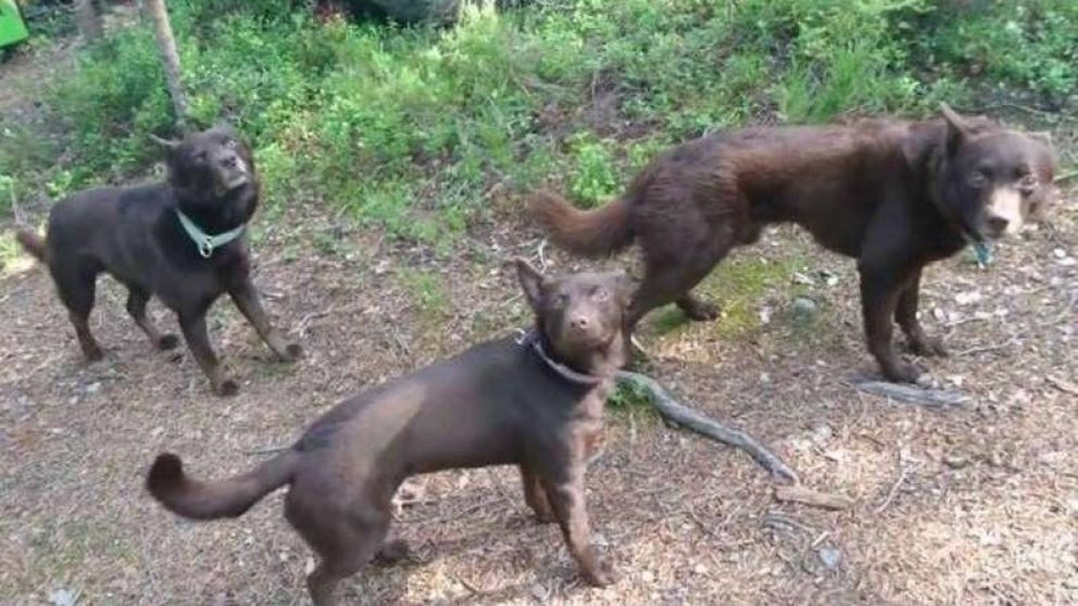 Los perros asustaron al destraido turista (Captura video).