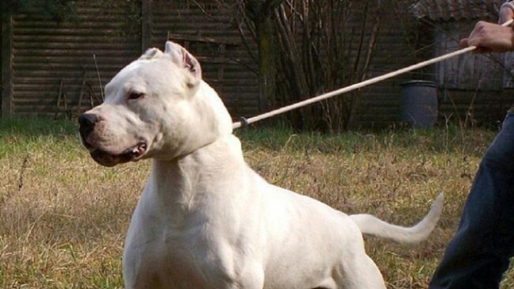 Atacado por tres perros fue internado en terapia intensiva