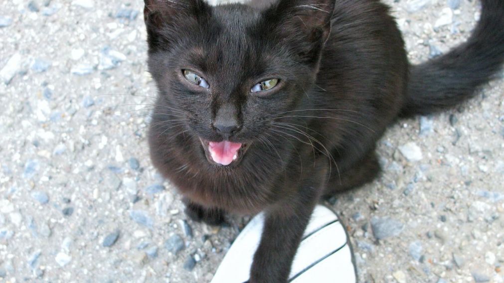 Se suele recomendar alejarse de los gatos negros en esta fecha (Imagen Ilustrativa).