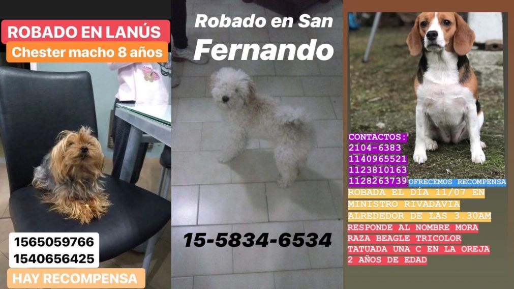 Sus dueños los buscan desesperados.