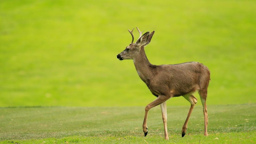 Ciervo. (Imagen Ilustrativa)