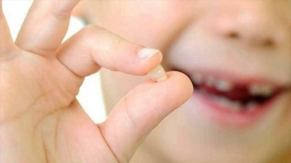 Los dientes de leche, podrían ser claves para nuestra salud en el futuro.