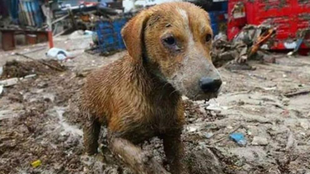 El animal jugó un papel clave en el rescate del hombre (Imagen ilustrativa).