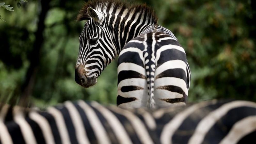 Ambos animales se alinearon perfectamente y parecen uno sólo (Twitter).