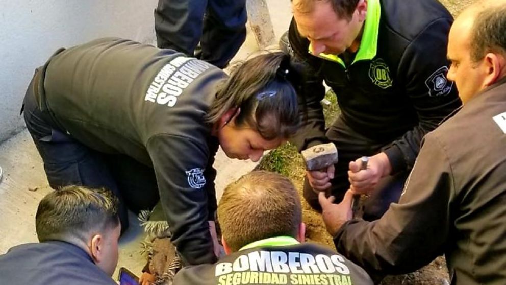 Cuidadoso e impecable trabajo de los rescatistas. 