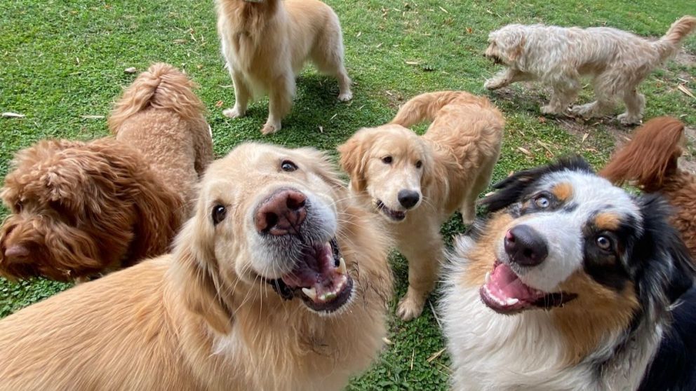 Cuatro guarder�as y hoteles para dejar las mascotas bien cuidadas en vacaciones