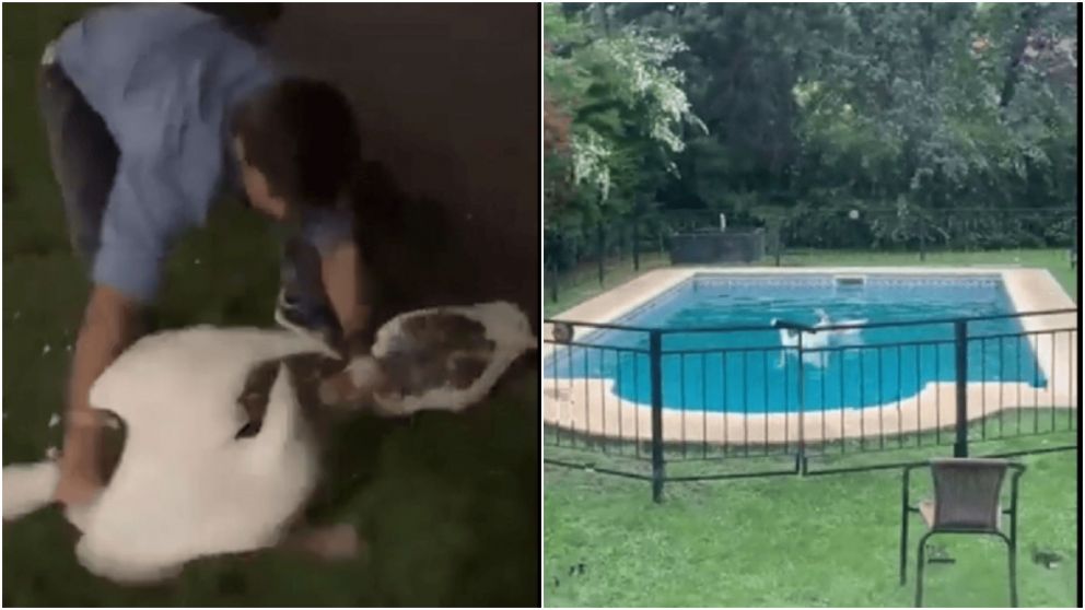 El joven fue filmado por sus amigos mientras se llevaba a los gansos.