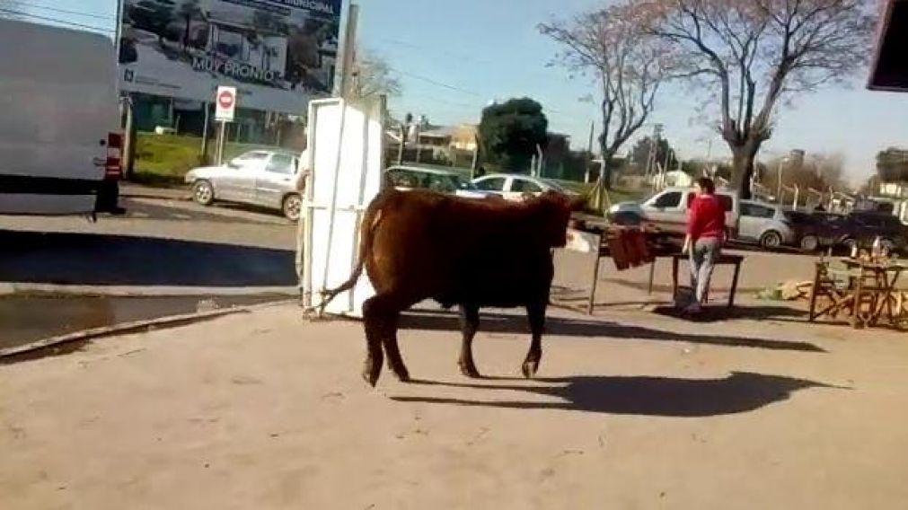 El animal iba furioso de 500 kilos se escapó de un frigorífico de Los Polvorines.
