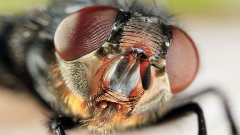 El insecto movió su cabeza entre sus patas (Imagen ilustrativa).