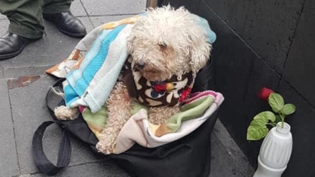 Él no tiene para comer, pero no deja que su perro pase hambre.