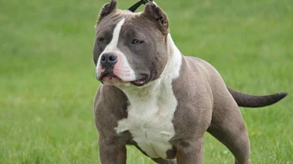 El nene atacado por el pitbull se encuentra internado con pronóstico reservado.
