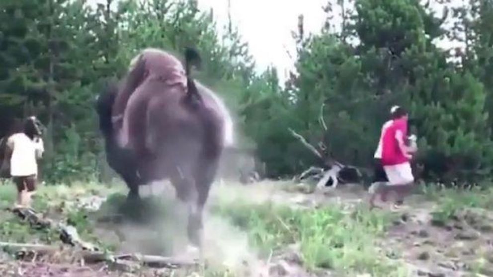 El Bisonte atacó a una nena en un parque y la hizo volar por los aires.