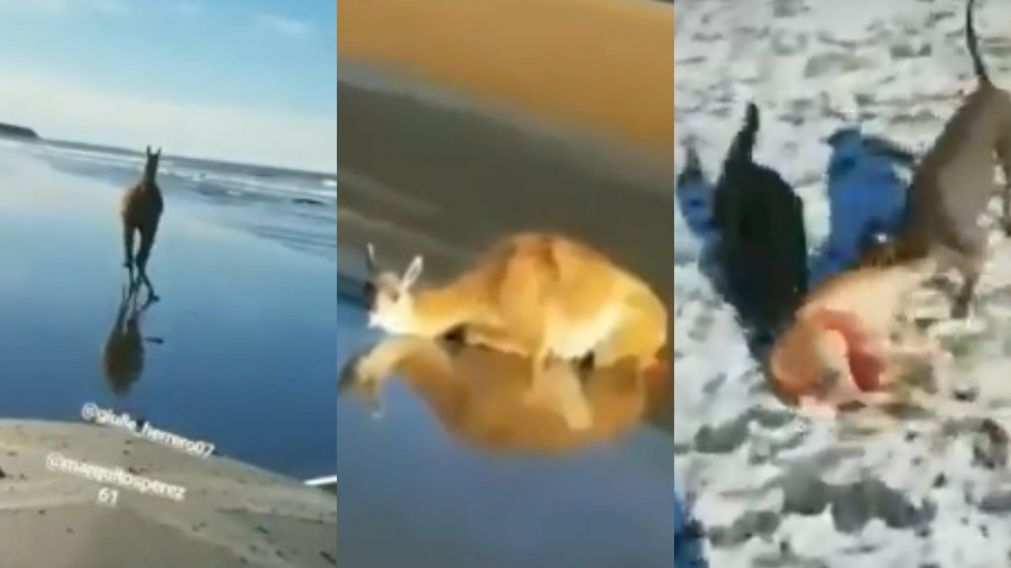 Indignación en Santa Cruz.