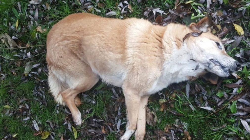Uno de los perrros que apareció muerto, con evidentes signos de envenenamiento.