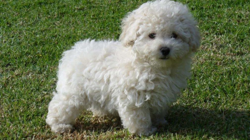 El perrito murió producto del abandono (Imagen ilustativa)