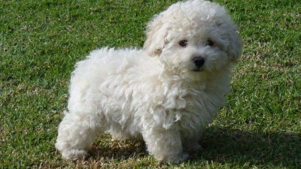 El perrito murió producto del abandono (Imagen ilustativa)