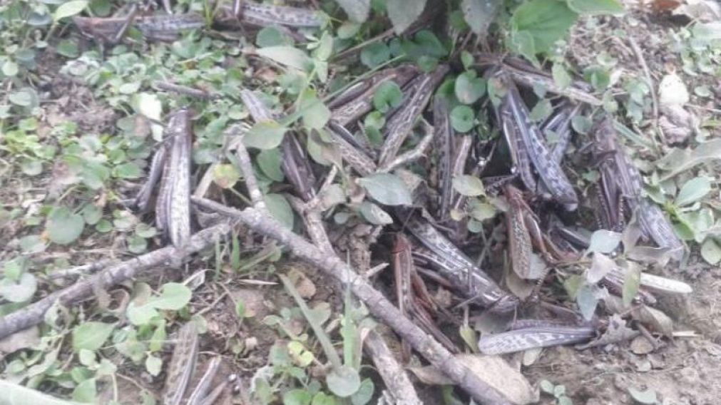 Se fumigaron más de 400 hectáreas en Chaco pero la problemática por las langostas continúa.