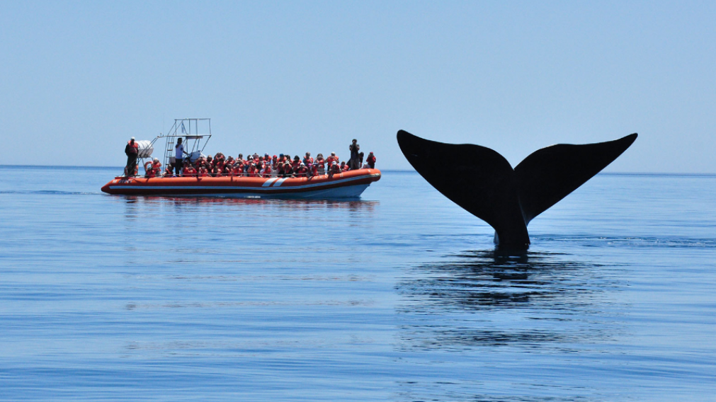 El avistaje de ballenas de Península Valdés fue elegido como el mejor del continente.