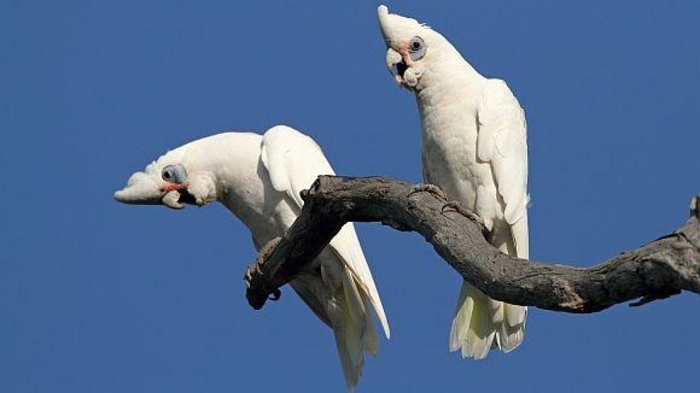 La especie era Corella, un ave protegida de Australia (Imagen ilustrativa).