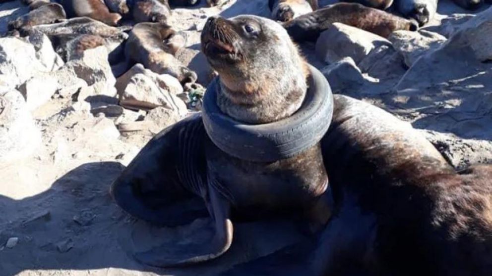 El animal fue encontrado por la Fundación de Fauna Marina (Facebook).