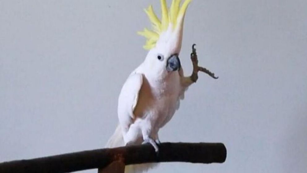 Este tipo de ave, como a los loros, se les puede enseñar hablar y reproducir sonidos (Foto ilustrativa)