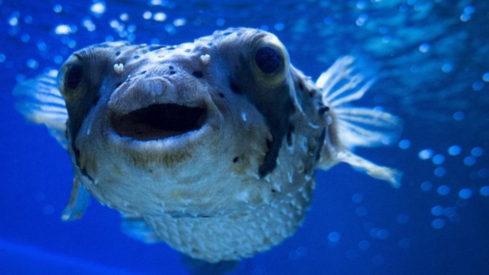 Los peces murieron por la presencia de alcohol en el agua.