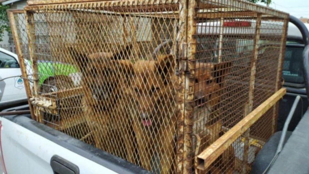Los animales ya hab�an mordido a una mujer en mayo.