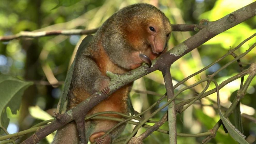 Algunos de los seres descubiertos por los investigadores.