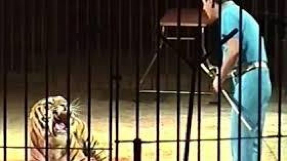 El ataque ocurrió en un circo italiano. (Captura de pantalla)
