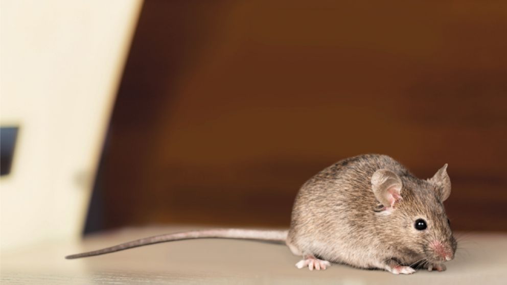 Filmó al roedor caminando por la ropa.