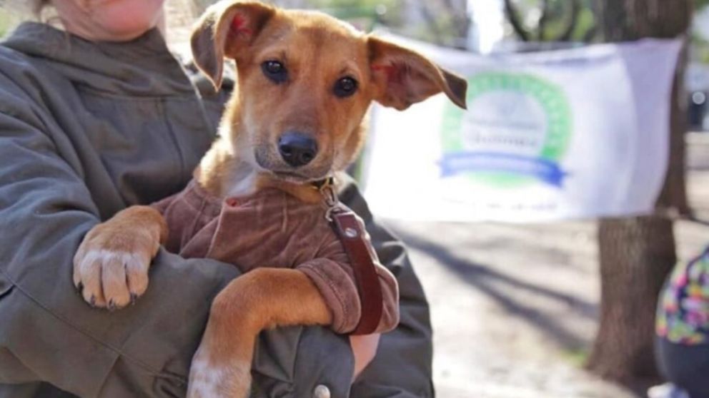 Gran operativo veterinario en Bernal: castraciones y vacunas sin costo