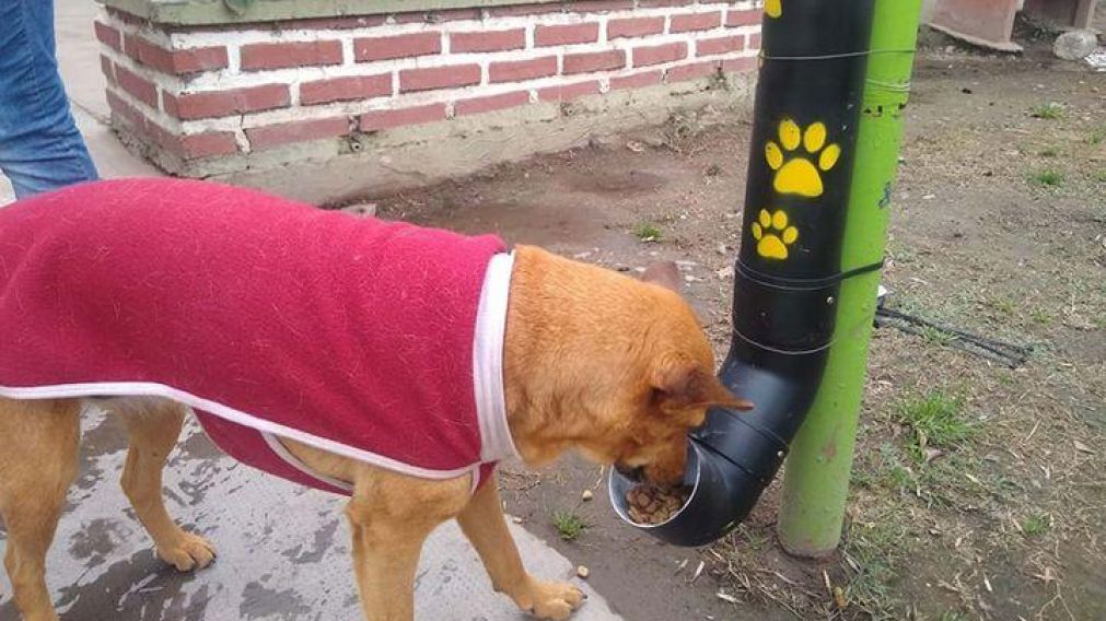 Parece tener una buen aceptación por parte de los canes. (Gentileza El Tribuno).