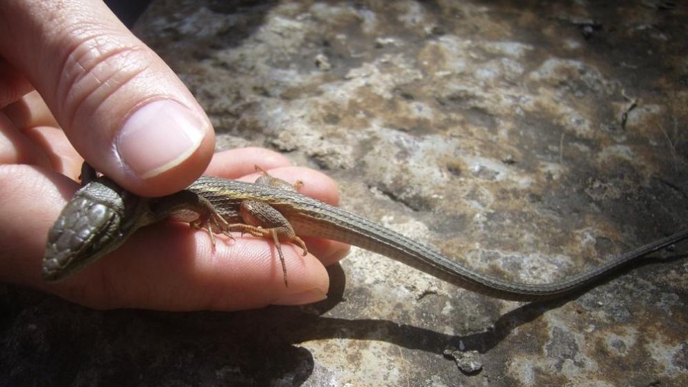 El hombre se comió el reptil por una apuesto y terminó muerto.