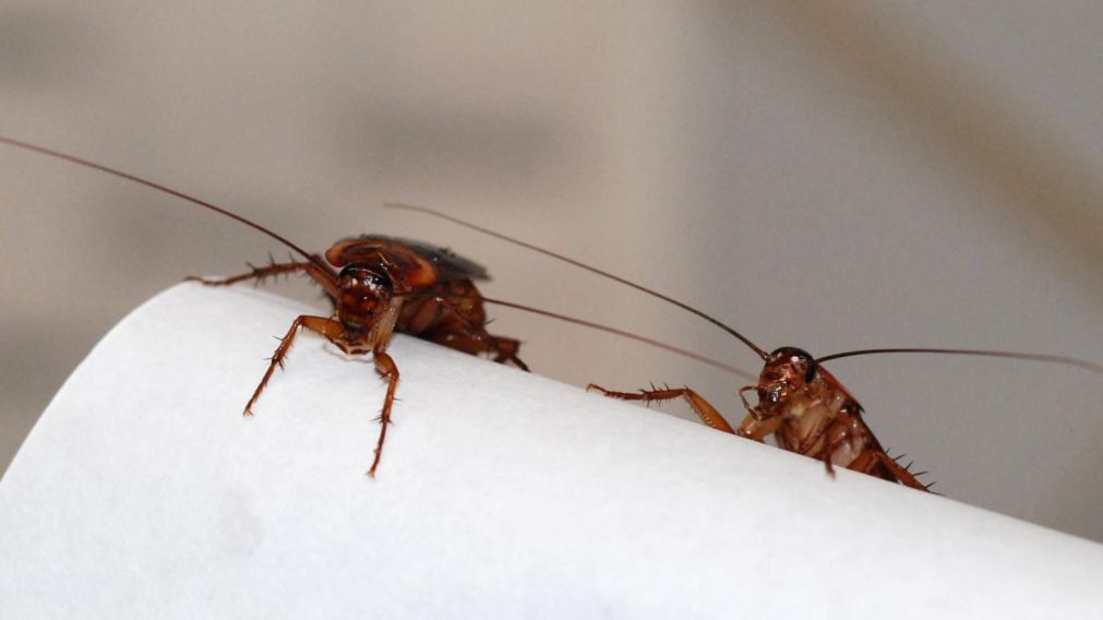 Las cucarachas evolucionan y resisten cada vez más a los pesticidas.