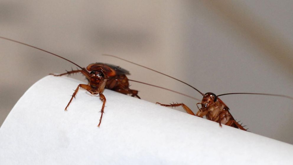 Las cucarachas evolucionan y resisten cada vez más a los pesticidas.
