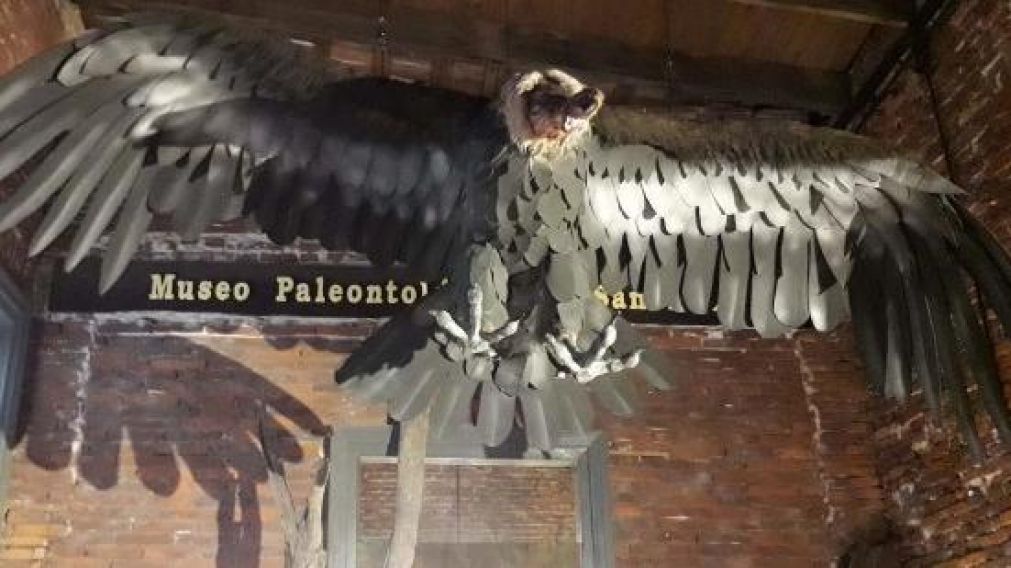 Un animal de similares características fue el encontrado.