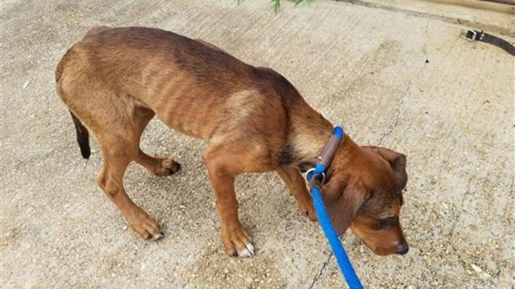 Así estaba el perro cuando fue encontrado.