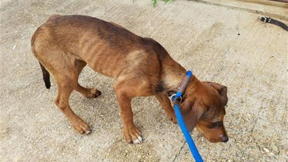 Así estaba el perro cuando fue encontrado.