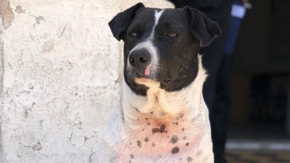 El perro se volvió famoso por sus mentiras.