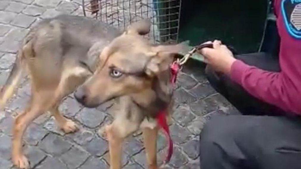 La perra fue trasladada a un refugio donde se recupera satisfactoriamente.